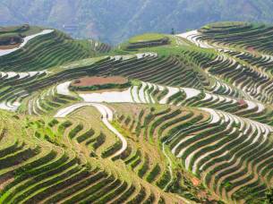 Longji Rice Terraces