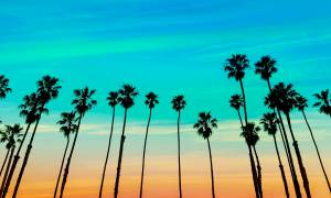 Los Angeles Loop main - Santa barbara palm trees