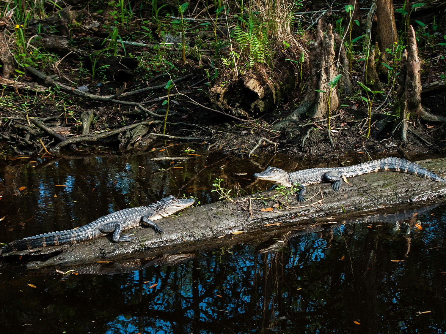 Day 3 - Cajun Cuisine & Swamp Adventure