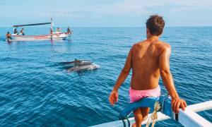 Lovina dolphins