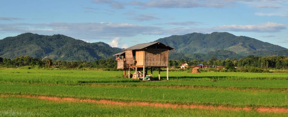 Rice paddies with a wooden shack on stilts in the middle and mountains in the background in Luang Na