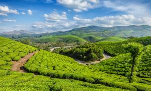 Lush rolling hills of Munnar - India Tours - On The Go Tours