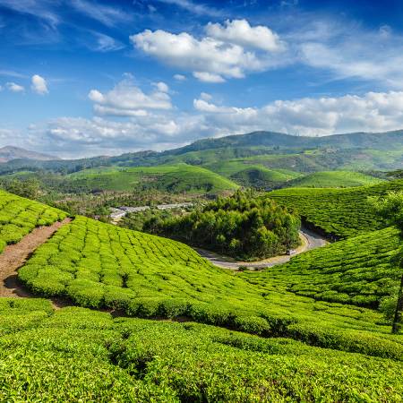 Lush rolling hills of Munnar - India Tours - On The Go Tours