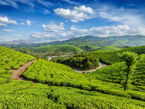 Rolling hills and tea gardens of Munnar