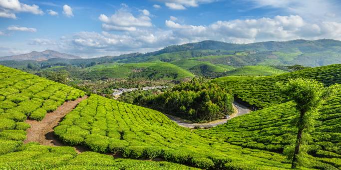 Lush rolling hills of Munnar | India