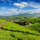 Lush rolling hills of Munnar | India