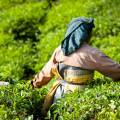 Rolling hills and tea gardens of Munnar