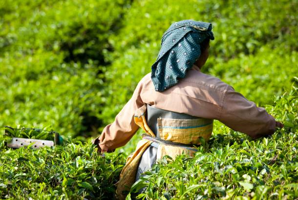 MUNNAR - tea leaf picker - On the Go Tours