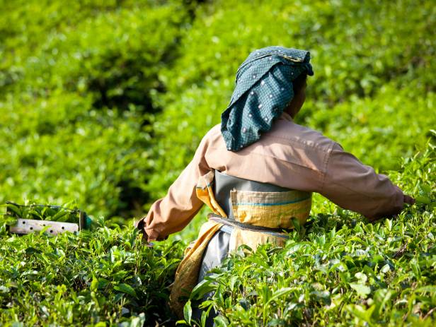 Rolling hills and tea gardens of Munnar