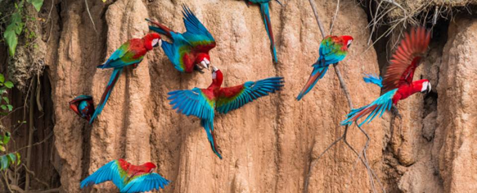 Macaw birds at a lick in the Peruvian Amazon