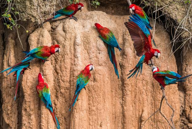 Macaws at clay lick in the Peruvian Amazon jungle