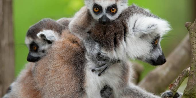 Ring tailed lemurs | Madagascar