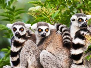 Madagascar-Africa-country-image