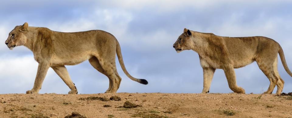 Two lionesses walking in a line in Madikwe Game Reserve