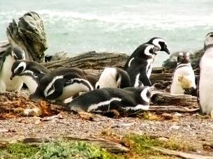 Magellan-Penguins-Chile-South America Tours - On The Go Tours