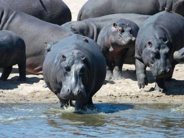 south luangwa