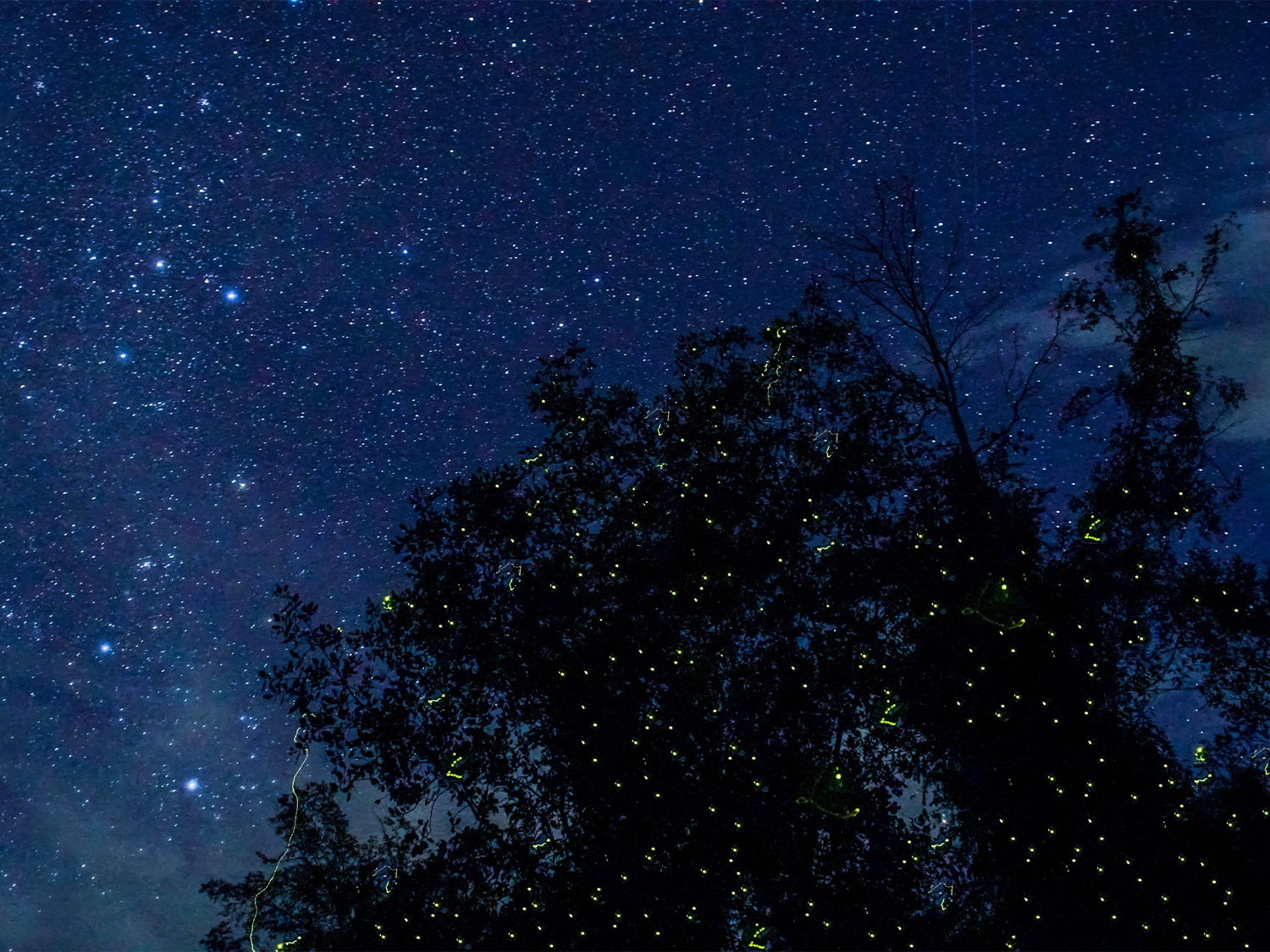 Malaysia fireflies