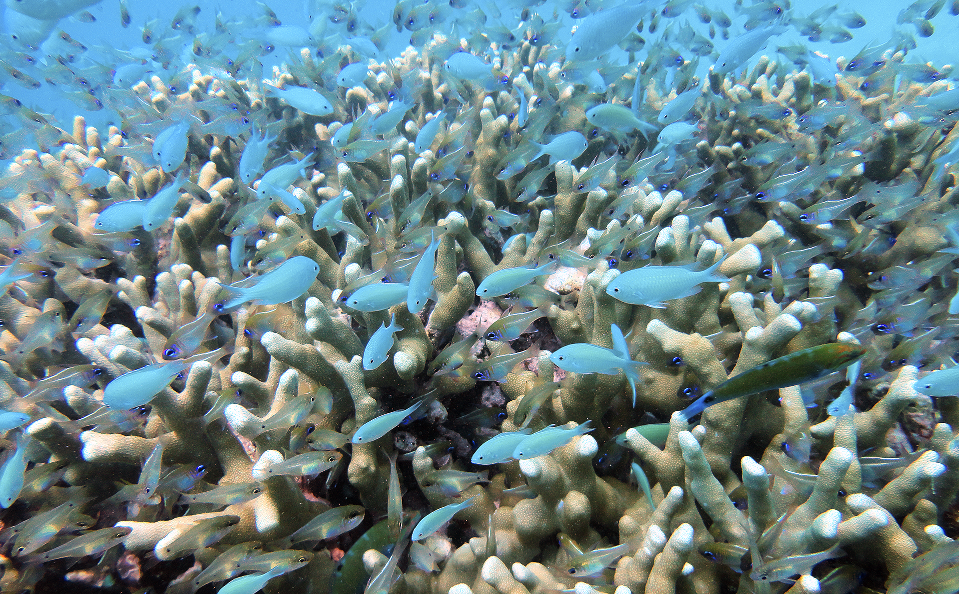 Day 7 - Fulhadhoo