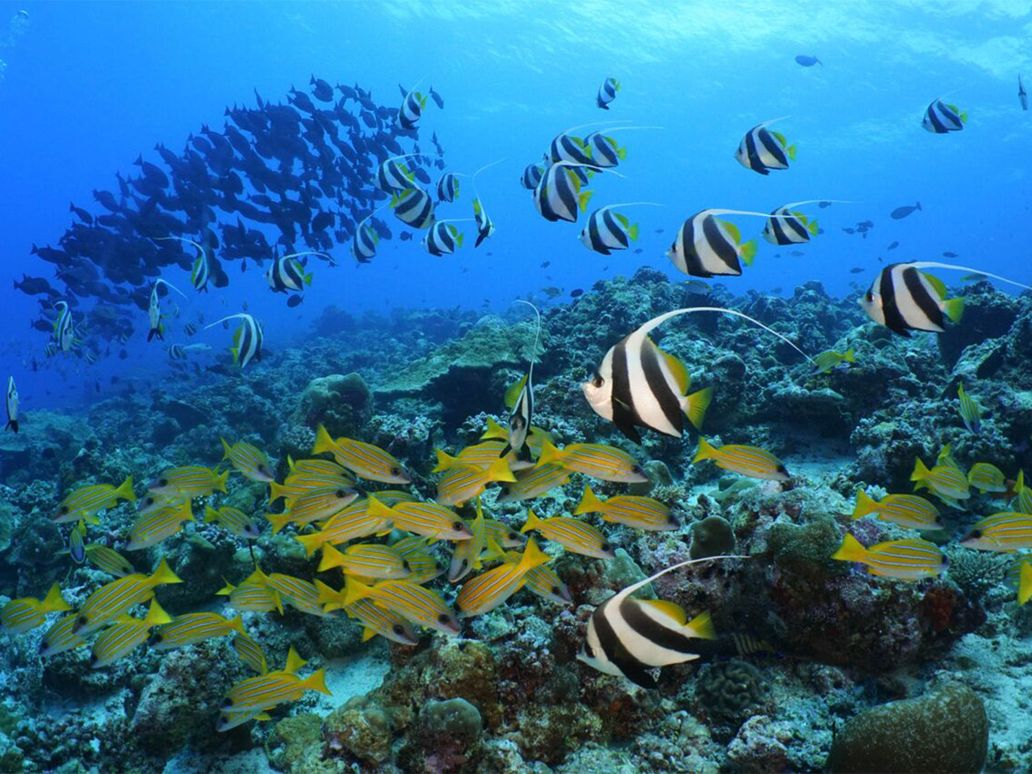Maldives Goidhoo Atoll Adventure - 8 days