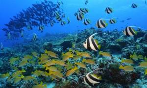 Maldives coral reef