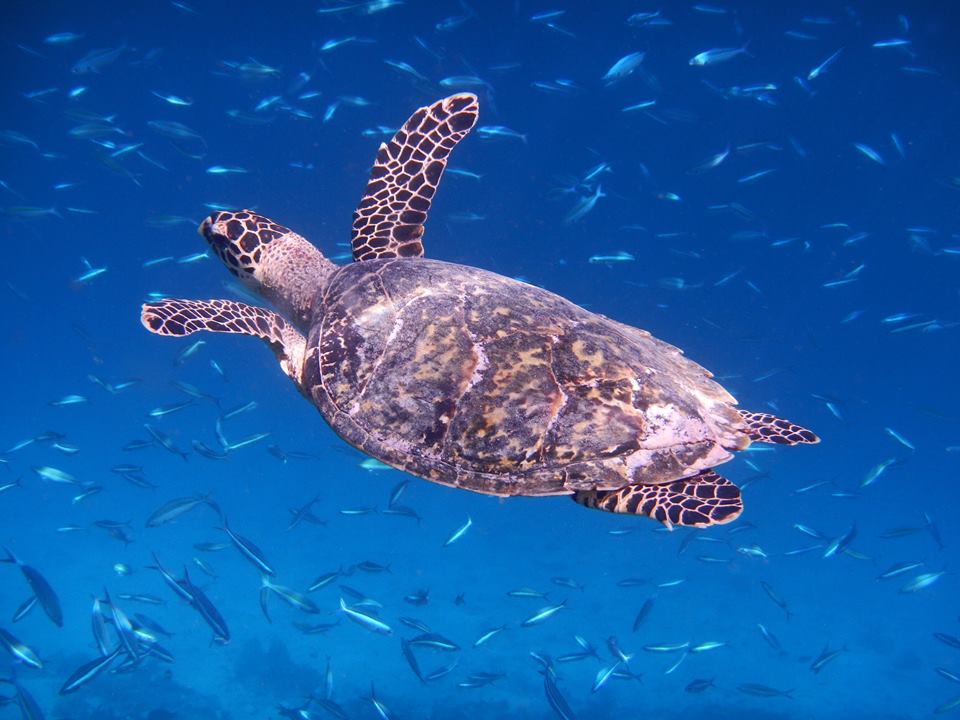 Day 4 - Marine Life & Vashafaru Exploration