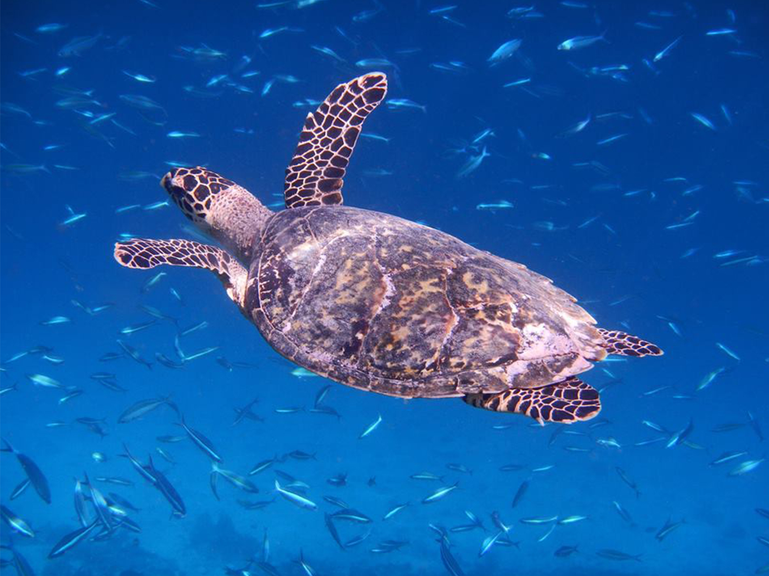 Maldives Baa Atoll Adventure - 8 days