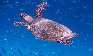 Maldives turtle