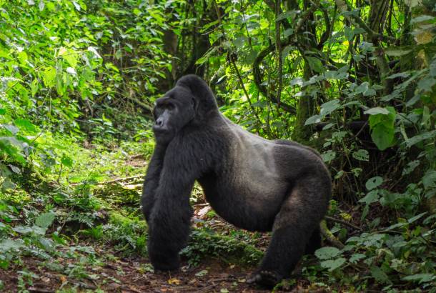 Male Gorilla in Bwindi Impenetrable Forest National Park