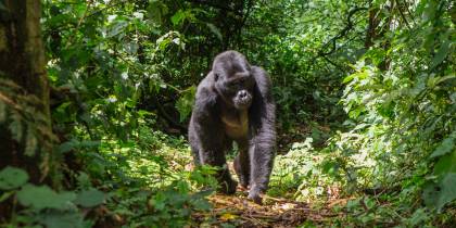 Male gorilla walking through forest