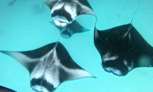 Manta-Rays-Secret-Paradise-resized
