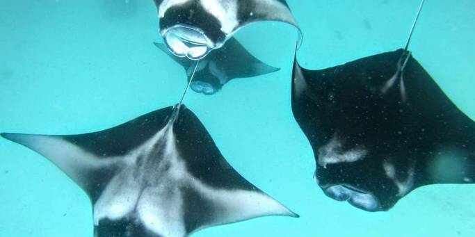 Manta-Rays-Secret-Paradise-resized