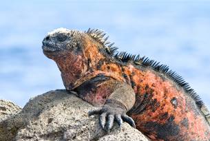 Marine iguana - Galapagos Wildlife Calendar - On The Go Tours