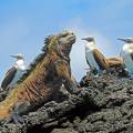 Marine iguana on a rock on the Galapagos Islands