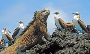 Marine iguana and blue footed boobies on Isabela Island - Galapagos - On The Go Tours