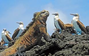 Marine iguana and blue footed boobies on Isabela Island - Galapagos - On The Go Tours