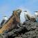 Marine Iguana and Blue Footed Boobies on Isabela Island | Galapagos