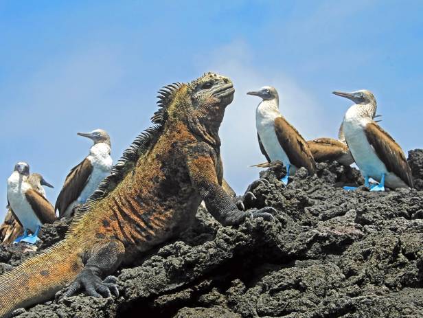 Marine iguana on a rock on the Galapagos Islands