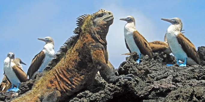 Marine Iguana and Blue Footed Boobies on Isabela Island | Galapagos
