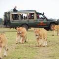 Masai Mara tribespeople standing in a row wearing colourful clothes