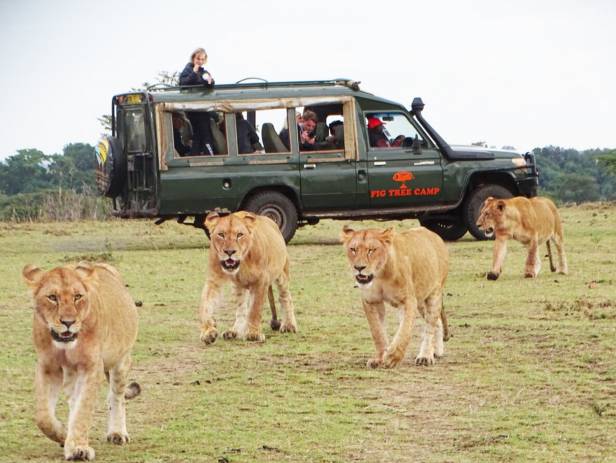 Masai Mara tribespeople standing in a row wearing colourful clothes