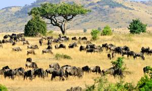 Masai Mara landscape with animals - Kenya safaris - On The Go Tours