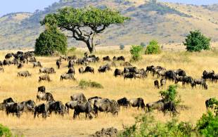 Masai Mara landscape with animals - Kenya safaris - On The Go Tours