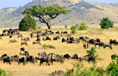 The grassy plains of the Masai Mara in Kenya are often crowded with zebra and wildebeest