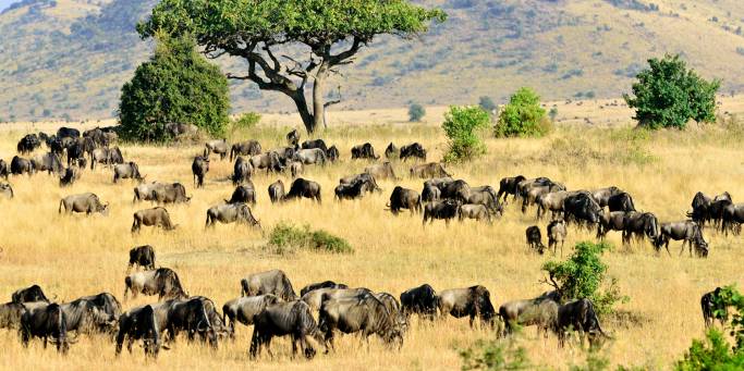 The grassy plains of the Masai Mara in Kenya are often crowded with zebra and wildebeest