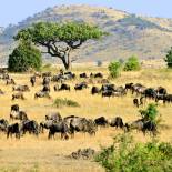 The grassy plains of the Masai Mara in Kenya are often crowded with zebra and wildebeest