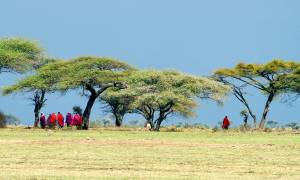 Masai-Under-Acacia-Trees-Africa