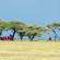 Masai men under Acacia trees | Kenya 