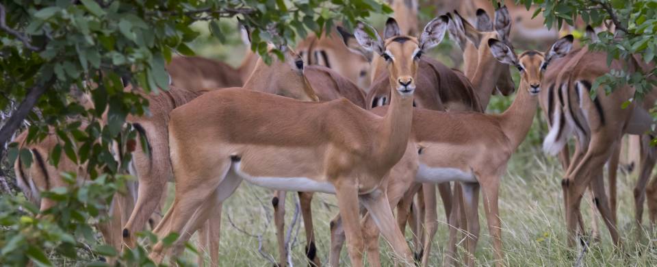 Group of deer looking at the camera in the Mashatu Game Reserve