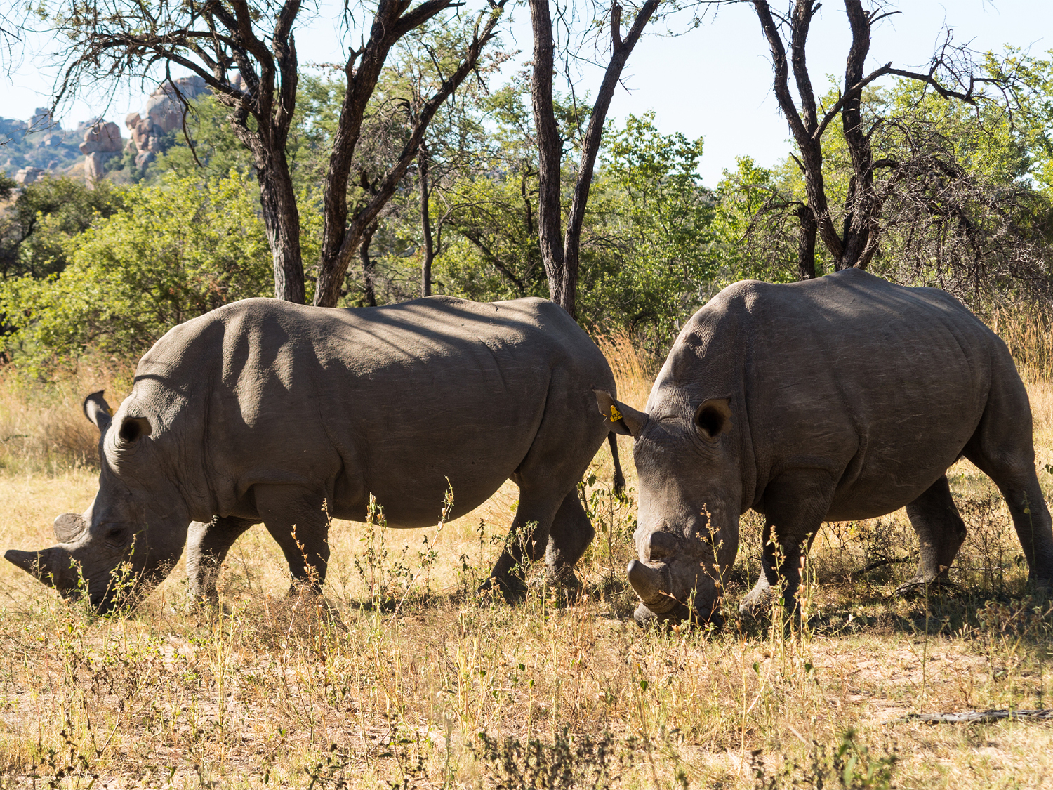 Mozambique & Zimbabwe Discovery - 14 Days