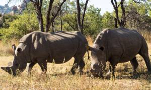 Matobo National Park rhinos - Zimbabwe